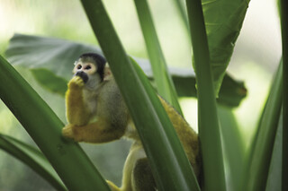 Zooparc de Beauval -  1 jour pour 1 adulte