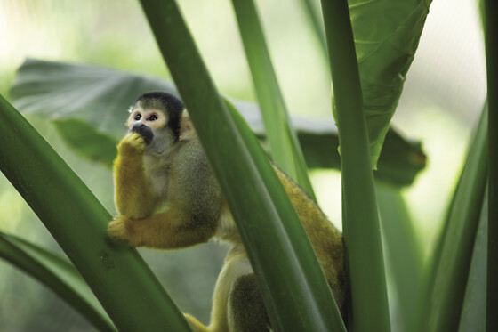 Zooparc de Beauval -  1 jour pour 1 adulte
