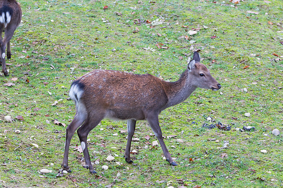 Domaine de la Dombes - photo 11