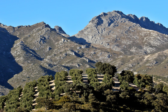 HOTEL HUERTA DE LAS PALOMAS - photo 13