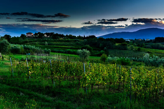 Fattoria Carmignani - photo 5