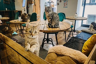 Un repas pour 4 au Chat'lounge Clermont-Ferrand à Clermont-Ferrand (63)