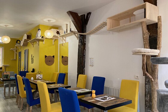 Troyes petits chats - photo 4