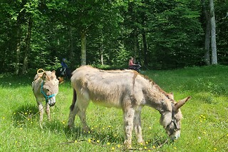 Séjour pour deux à la Ferme équine La Ravena à Dampierre-lès-Conflans (70)