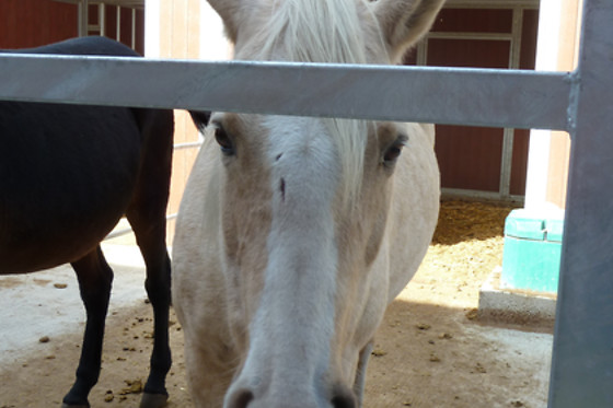 Zucht- und Reitstall Gentinetta - photo 8