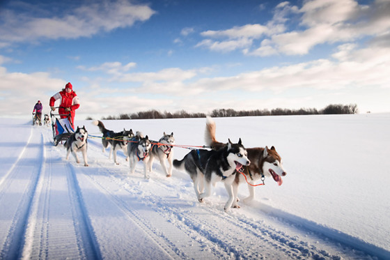 Jelet Mushing - photo 2