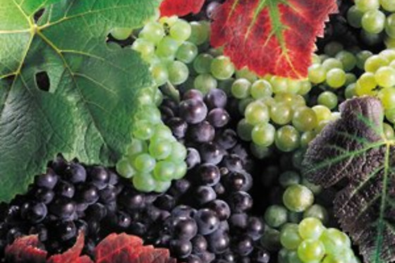 BODEGAS Y VIÑEDOS CASA DEL VALLE - photo 3