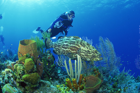 SCUBA PLUS - photo 2