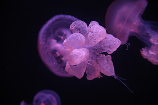 Sortie à l'aquarium pour 2 - L'Aquarium de Paris - Paris (75016)