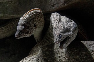 Sortie à l'aquarium pour 2 - L'Aquarium de Paris - Paris (75016)