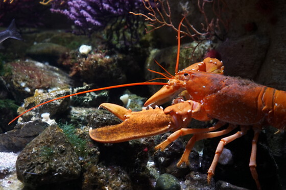 Aquarium de Paris - photo 17
