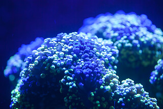 Sortie à l'aquarium pour 2 - L'Aquarium de Paris - Paris (75016)