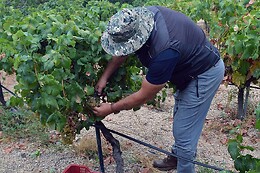 BODEGA REVERÓN