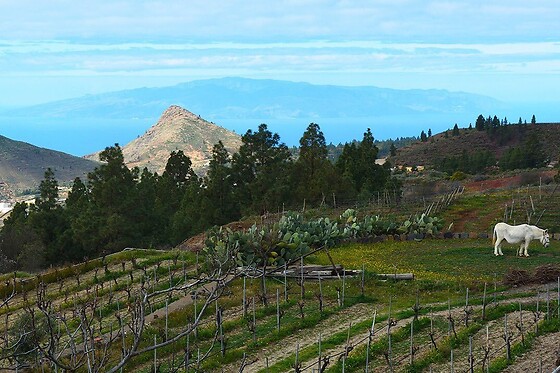 BODEGA REVERÓN - photo 0