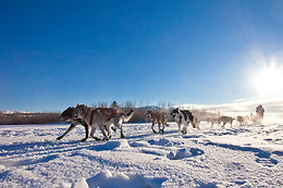Parc du chien nordique