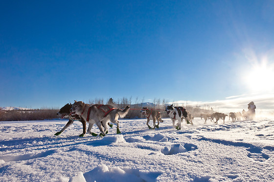 Parc du chien nordique - photo 0