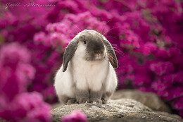 ystelle photographie