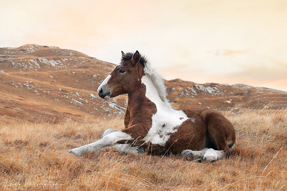 ystelle photographie - photo 1