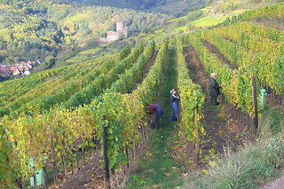 Atelier d'œnologie Domaine André Blanck et ses fils à Kaysersberg (68)
