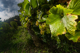 Dégustation pour 2 au Champagne de Barfontarc à Baroville (10)