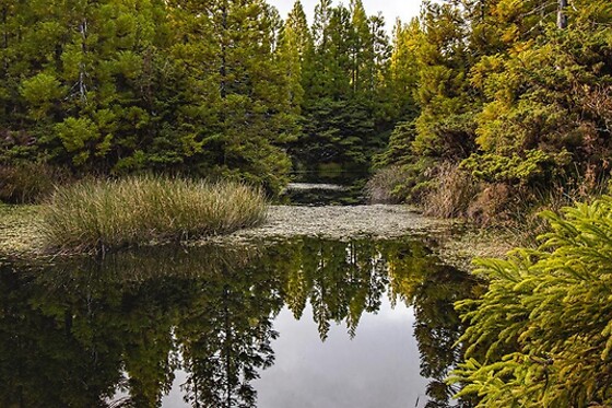 Green Generation - photo 26
