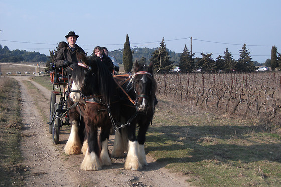 Poney  Express Attelage - photo 1