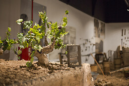 BODEGAS HACIENDA DEL CARCHE
