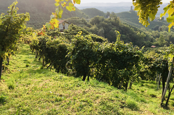 Colle Regina - photo 6