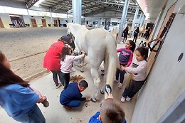 QUINTINHA PEDAGÓGICA DE CANELAS | CENTRO EQUESTRE COUTO PEREIRA