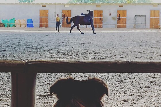 QUINTINHA PEDAGÓGICA DE CANELAS | CENTRO EQUESTRE COUTO PEREIRA - photo 1
