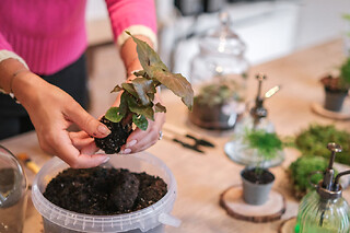 Atelier terrarium à Boulogne (92)