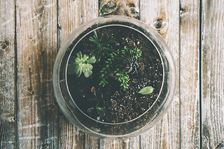 Atelier création d’un terrarium à Paris  20ème