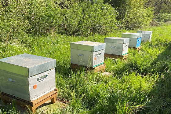 Stage d'apiculture à Chevannes (45)