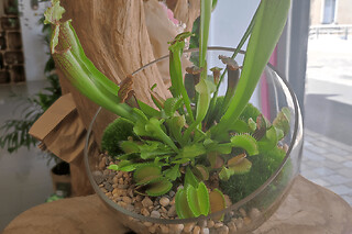 Atelier composition de plantes carnivores à Nanterre (92)