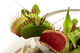 Atelier composition de plantes carnivores à Nanterre (92)