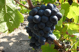 Domaine Brisson