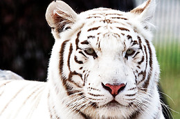 Zoo des 3 vallées