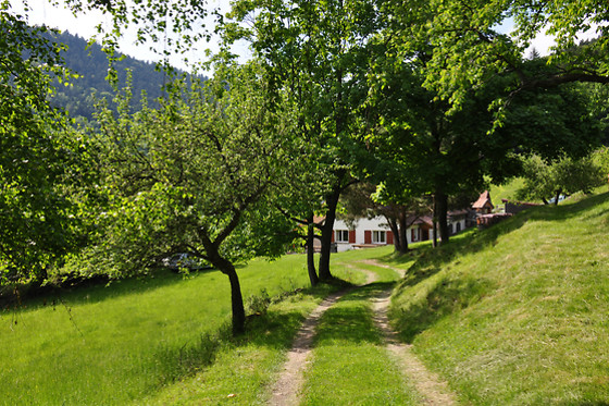 Ferme SAXERMATT - photo 7