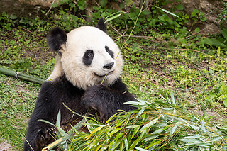 Zooparc de Beauval -  1 jour pour 1 adulte
