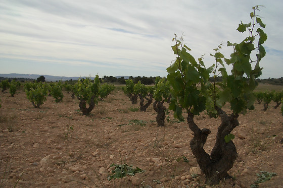 BODEGAS LUZON - photo 3