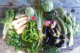 GLOBAL TRIBE BIODYNAMIC ECOVILLAGE