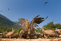OBSERVATORIO DE AVES MAS DE BUÑOL