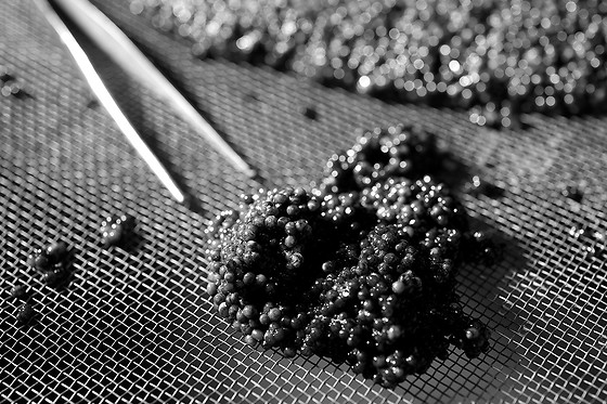 Caviar de Neuvic - photo 6