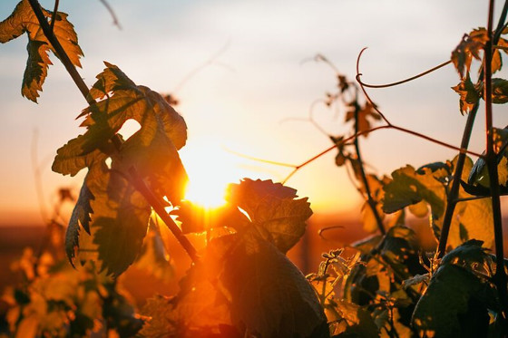 BODEGAS MONTEABELLON - photo 1