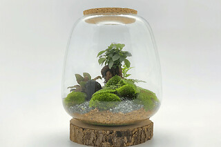Atelier terrarium à Nanterre (92) - Promo Terrarium Léon - Taille M