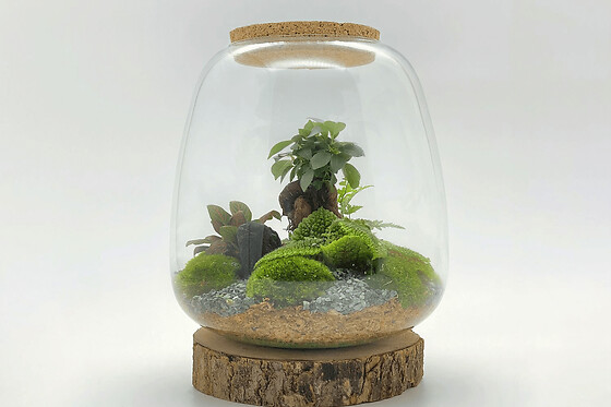 Atelier terrarium à Nanterre (92) - Promo Terrarium Léon - Taille M