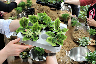 Atelier terrarium à Nanterre (92) - Promo Terrarium Léon - Taille M