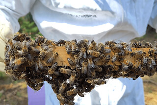 Initiation à l'apiculture et à la dégustation du miel (33)