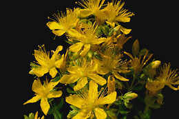 Funbooker