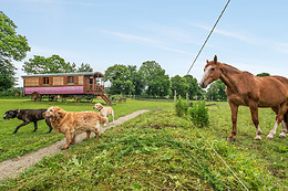 Une roulotte et des chevaux